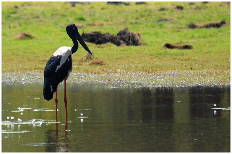 Jabiru d'Asie femelle adulte