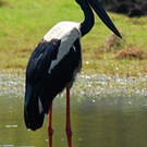 Jabiru d'Asie