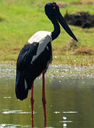 Black-necked Stork