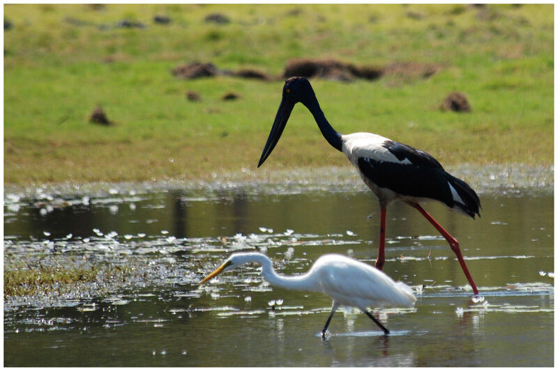 Black-necked Stork