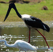 Black-necked Stork