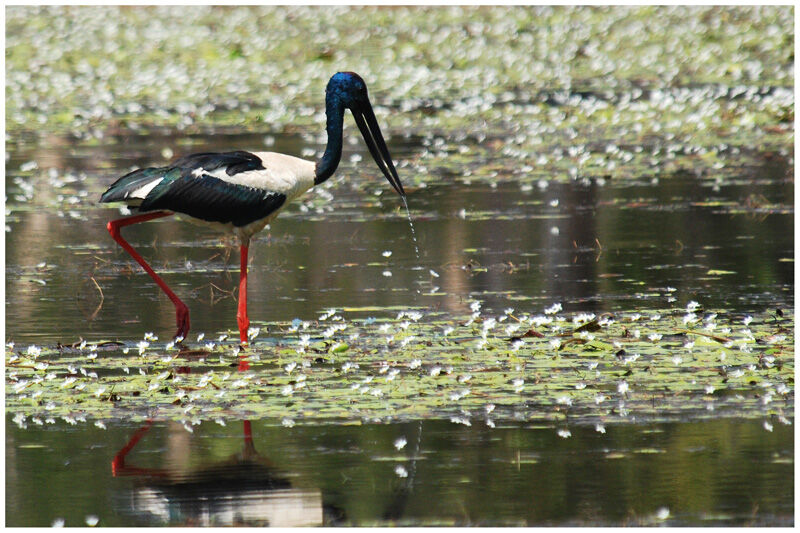 Jabiru d'Asie mâle adulte