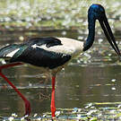 Jabiru d'Asie