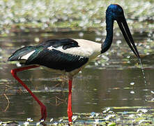 Black-necked Stork