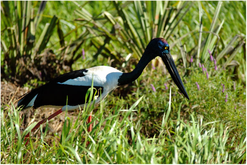 Jabiru d'Asie femelle adulte