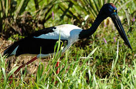 Black-necked Stork