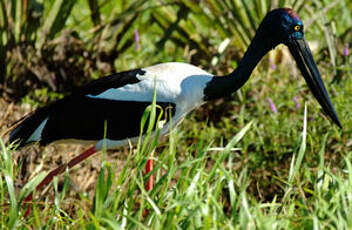 Jabiru d'Asie