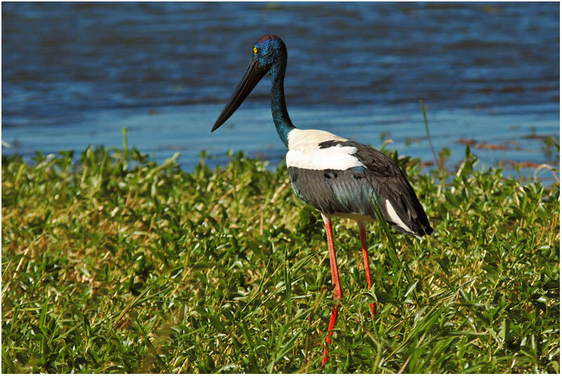 Jabiru d'Asie femelle adulte