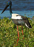 Jabiru d'Asie