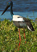 Black-necked Stork