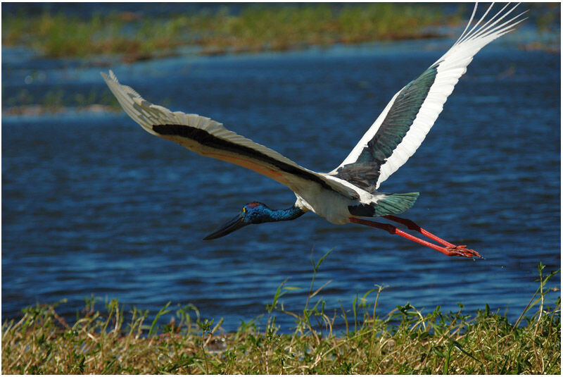 Jabiru d'Asie femelle adulte