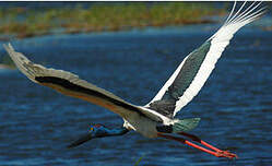 Jabiru d'Asie