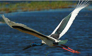 Black-necked Stork