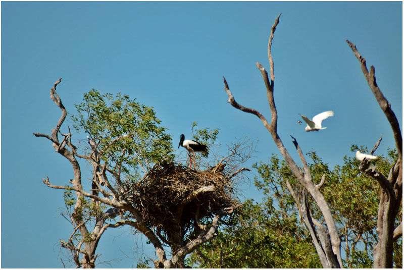 Black-necked Stork