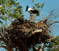 Black-necked Stork