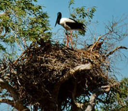 Jabiru d'Asie