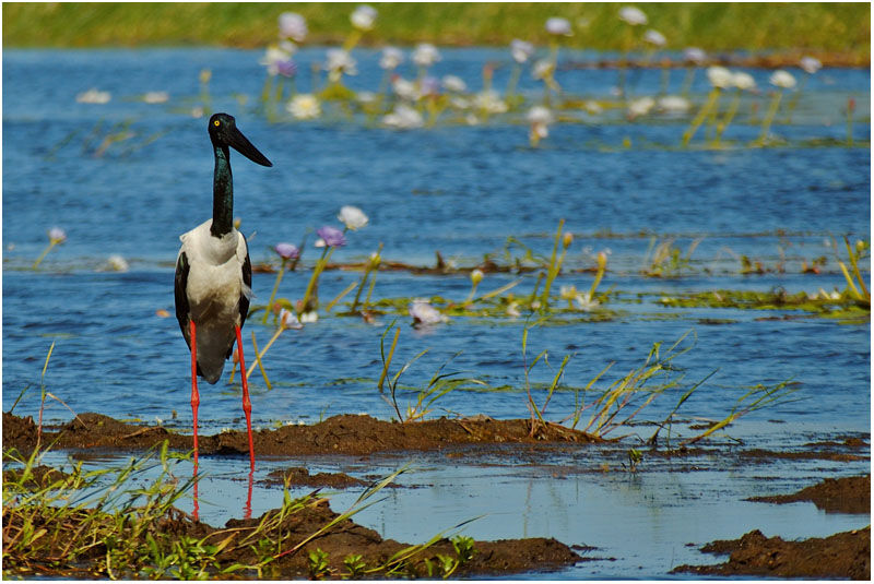 Jabiru d'Asie femelle adulte