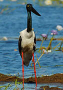 Black-necked Stork