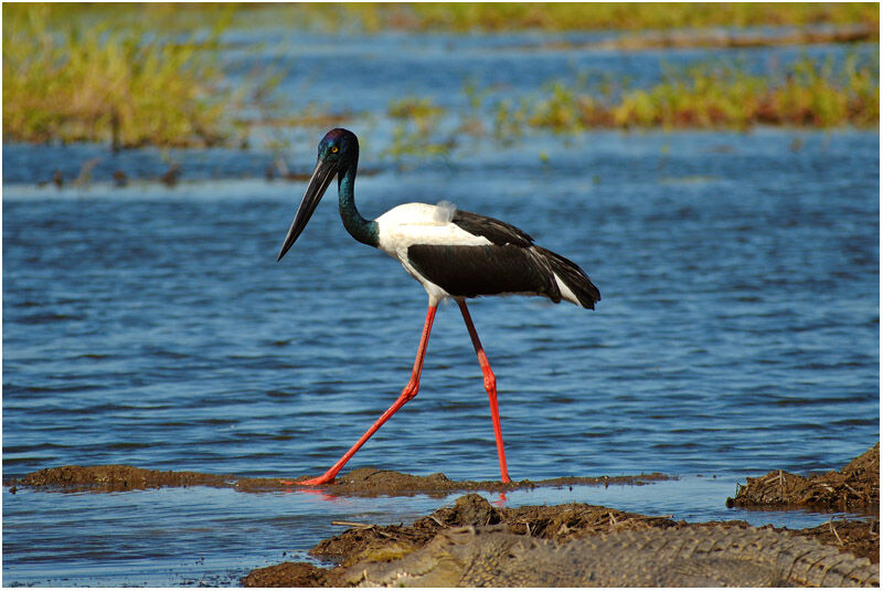 Jabiru d'Asie femelle adulte