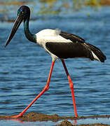 Black-necked Stork