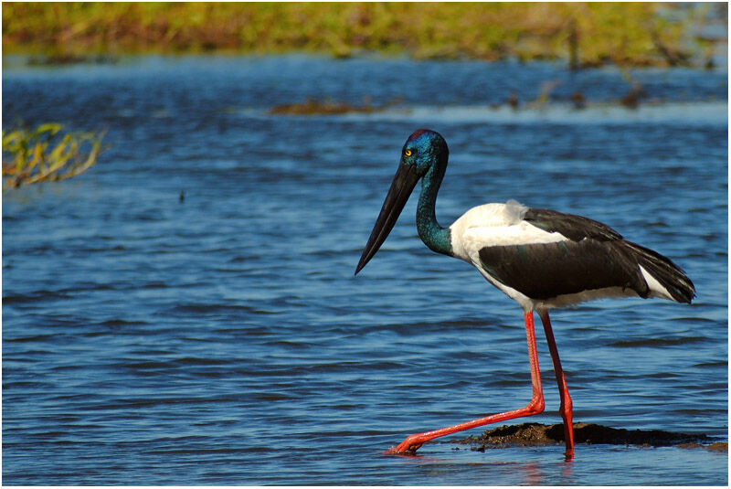 Jabiru d'Asie femelle adulte