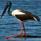 Jabiru d'Asie