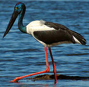 Black-necked Stork