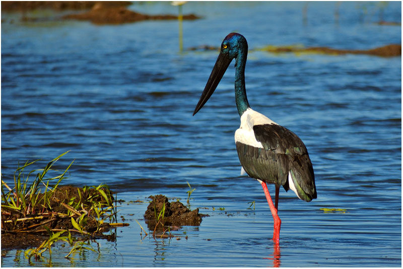 Jabiru d'Asie femelle adulte