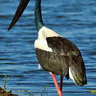 Jabiru d'Asie