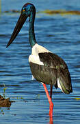 Black-necked Stork