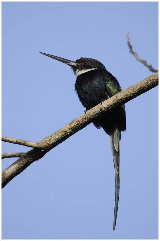 Jacamar à longue queueadulte