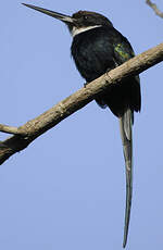 Jacamar à longue queue