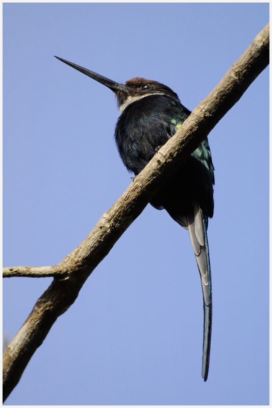 Jacamar à longue queueadulte