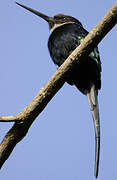 Jacamar à longue queue