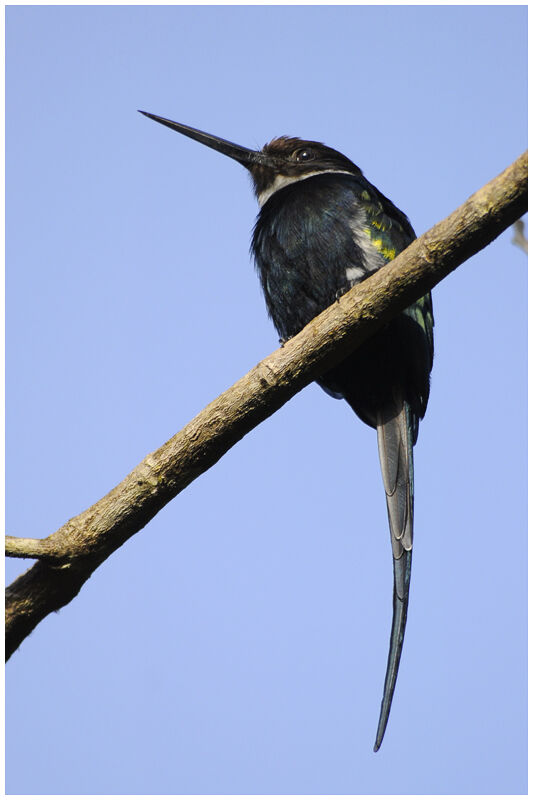 Paradise Jacamar male adult