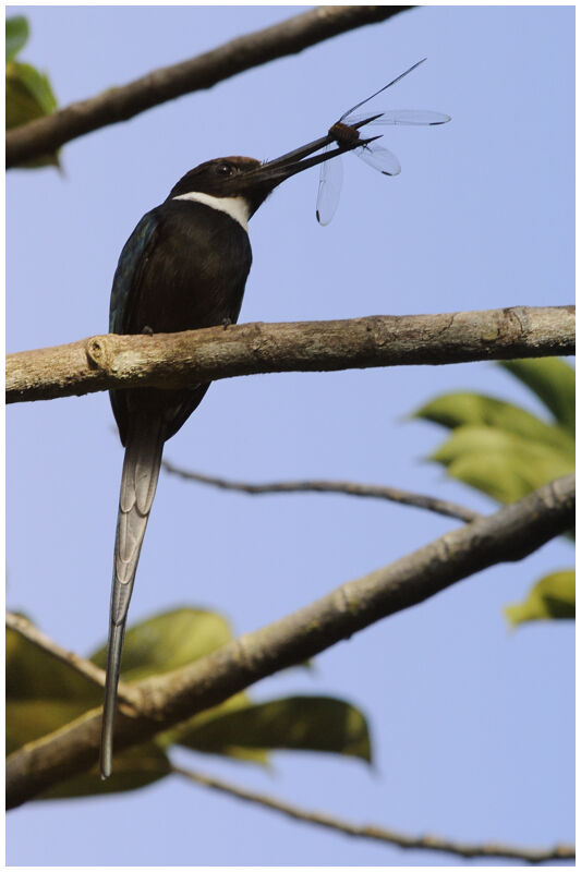 Jacamar à longue queueadulte