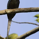 Jacamar à longue queue