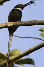 Jacamar à longue queue