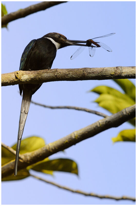 Jacamar à longue queueadulte