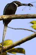 Jacamar à longue queue