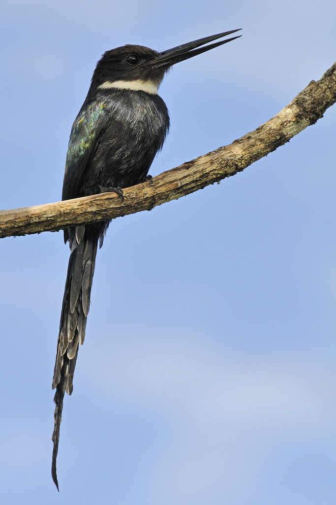 Jacamar à longue queueadulte