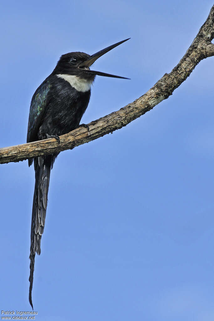 Jacamar à longue queueadulte, identification