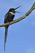 Jacamar à longue queue