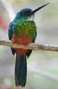 Green-tailed Jacamar