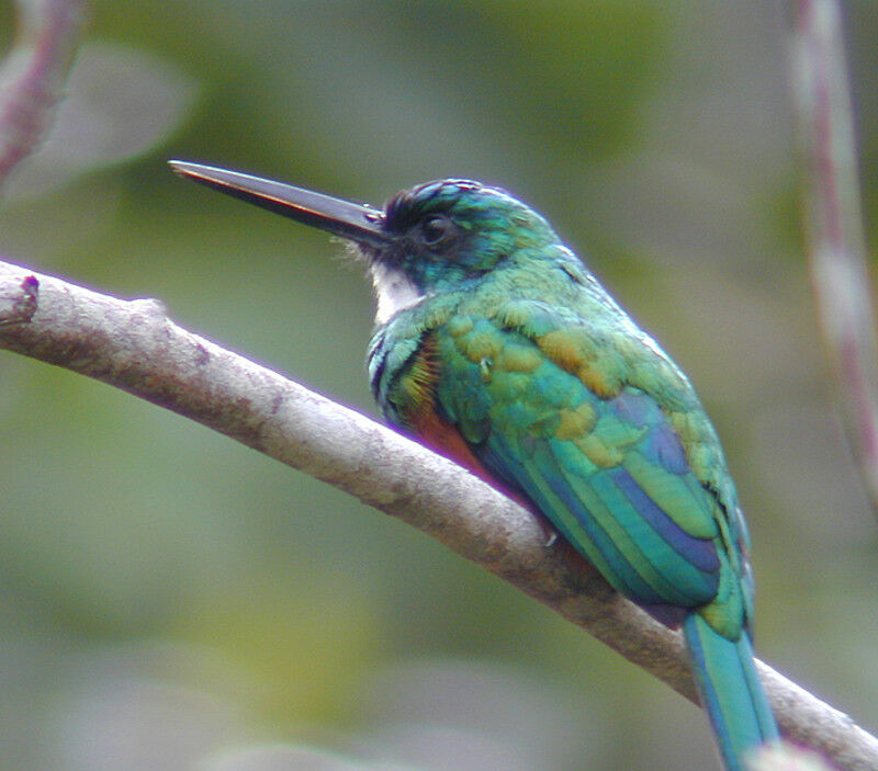 Green-tailed Jacamar