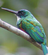 Jacamar vert