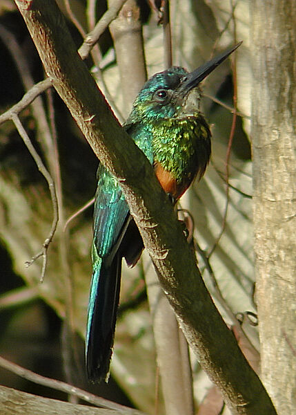 Green-tailed Jacamar