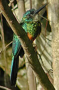 Green-tailed Jacamar