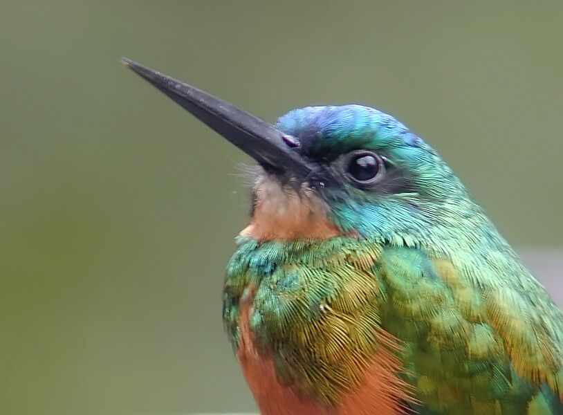 Green-tailed Jacamar