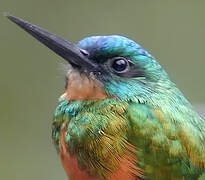 Green-tailed Jacamar